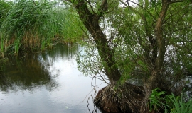 Златополе