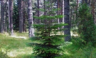 Крънджилица