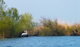Сребърна